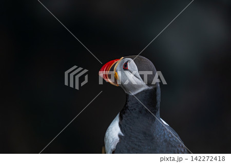 Atlantic Puffin Portrait with Fish Iceland Atlantic Puffin Portrait with Fish Iceland 142272418