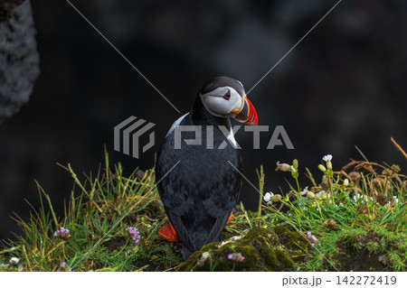 Atlantic Puffin Portrait Iceland Coastal Wildlife Atlantic Puffin Portrait Iceland Coastal Wildlife 142272419