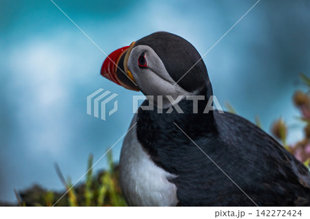 Atlantic Puffin Portrait Against Blue Sky in Iceland 142272424