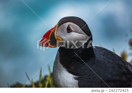 Atlantic Puffin Portrait Iceland Atlantic Puffin Portrait Iceland 142272425