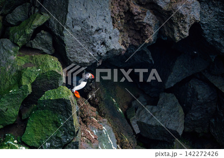 Puffin in Rocky Coastal Cave Iceland 142272426