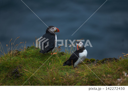 Two Atlantic Puffins on Grassy Cliff Iceland Two Atlantic Puffins on Grassy Cliff Iceland 142272430