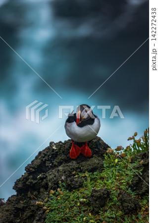 Puffin Standing on Mossy Rock Iceland Puffin Standing on Mossy Rock Iceland 142272438