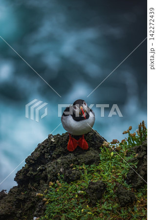 Puffin Standing on Mossy Rock Iceland Puffin Standing on Mossy Rock Iceland 142272439