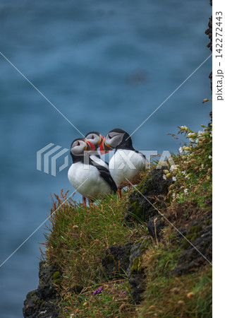 Two Atlantic Puffins Perched on Cliff Edge in Iceland Two Atlantic Puffins Perched on Cliff Edge in Iceland 142272443