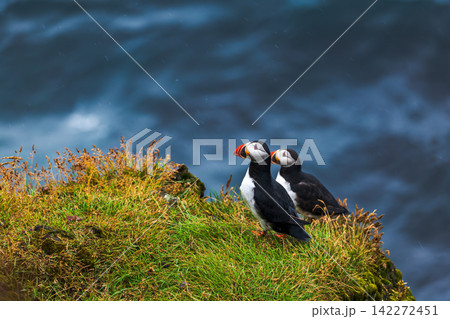 Two Atlantic Puffins on Grass Cliff Iceland Two Atlantic Puffins on Grass Cliff Iceland 142272451