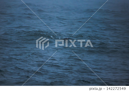 Swimmer in Atlantic Ocean Waves Iceland Swimmer in Atlantic Ocean Waves Iceland 142272549