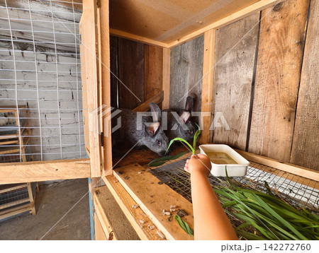 Child's arm extending a fresh blade of green grass to two young gray rabbits inside a rustic wooden hutch, illustrating pet care and farm animal nurturing 142272760