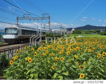 ひまわり畑を行く小田急ロマンスカー ひまわり畑を行く小田急ロマンスカー 142272786