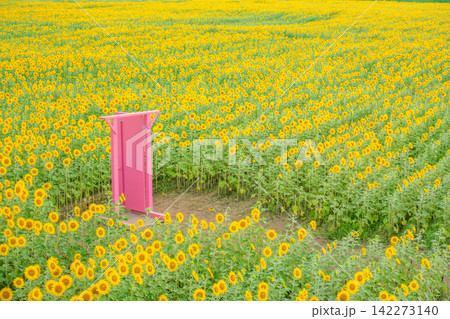 やまもとひまわり祭り 被災地に咲く希望の花畑と夏の絶景 ピンクのどこでもドア 宮城県山元町 やまもとひまわり祭り 被災地に咲く希望の花畑と夏の絶景 ピンクのどこでもドア 宮城県山元町 142273140