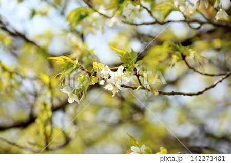 咲始め　爽やか　オオシマザクラの花 142273481