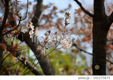 満開　爽やか　ベニバスモモの花 142273671