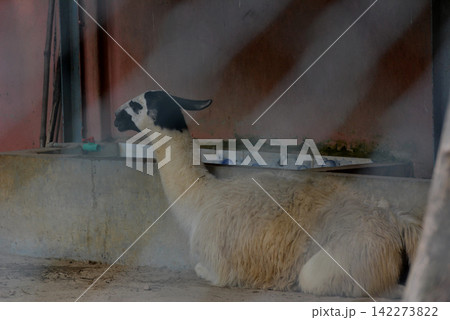 Llama resting on the ground inside a rustic shelter with lying down Llama resting on the ground inside a rustic shelter with lying down 142273822