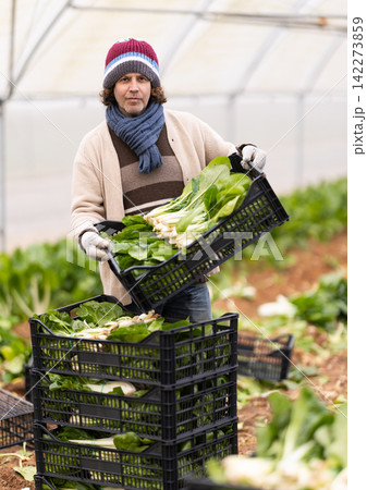 Portrait of positive farmer with box of ripe chard in his hands in field Portrait of positive farmer with box of ripe chard in his hands in field 142273859