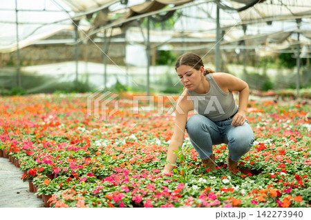Girl chooses beautiful fresh flowers of the Balsaminaceae genus for her home Girl chooses beautiful fresh flowers of the Balsaminaceae genus for her home 142273940
