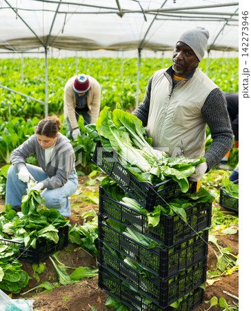 African man picking chard African man picking chard 142273946