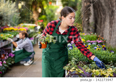 Young female florist arranging pots with tradescantia in gardening store Young female florist arranging pots with tradescantia in gardening store 142273947