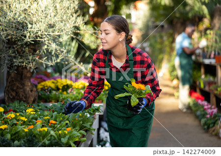 Young woman florist attentively inspects calendula in pots 142274009
