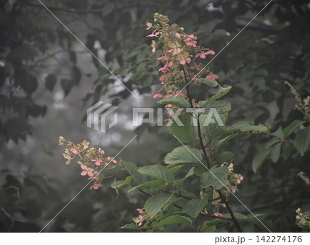 霧山の花期を過ぎ赤みを帯びたノリウツギ 霧山の花期を過ぎ赤みを帯びたノリウツギ 142274176