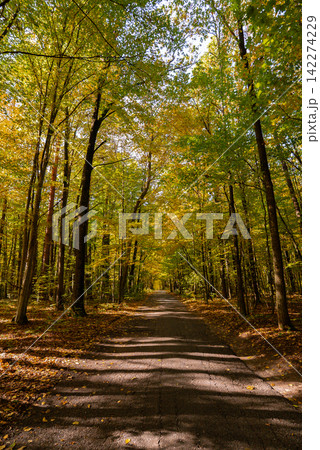 Autumn Forest Landscape With Fallen Leaves. Autumn nature concept representing seasonal transformation renewal and tranquility, where fallen leaves and colorful woodland create peaceful environment Autumn Forest Landscape With Fallen Leaves. Autumn nature concept representing seasonal transformation renewal and tranquility, where fallen leaves and colorful woodland create peaceful environment 142274229