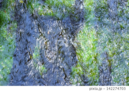 水中にに生える水藻に水面に生じるさざ波をとらえた背景素材 水中にに生える水藻に水面に生じるさざ波をとらえた背景素材 142274703