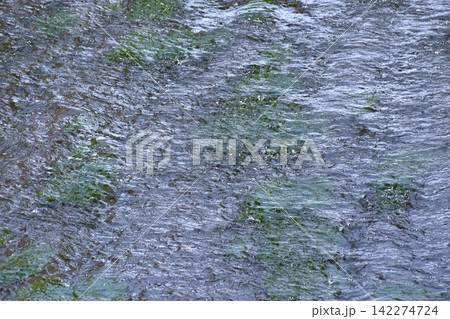水中にに生える水藻に水面に生じるさざ波をとらえた背景素材 水中にに生える水藻に水面に生じるさざ波をとらえた背景素材 142274724