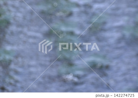 水中にに生える水藻に水面に生じるさざ波をとらえた背景素材 水中にに生える水藻に水面に生じるさざ波をとらえた背景素材 142274725