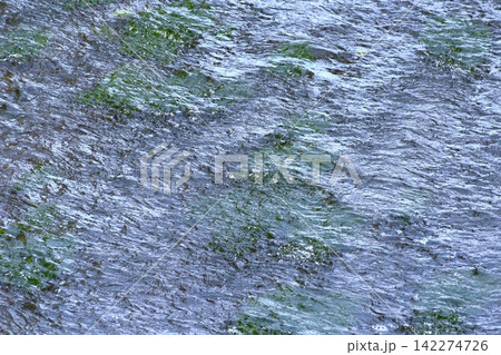 水中にに生える水藻に水面に生じるさざ波をとらえた背景素材 水中にに生える水藻に水面に生じるさざ波をとらえた背景素材 142274726