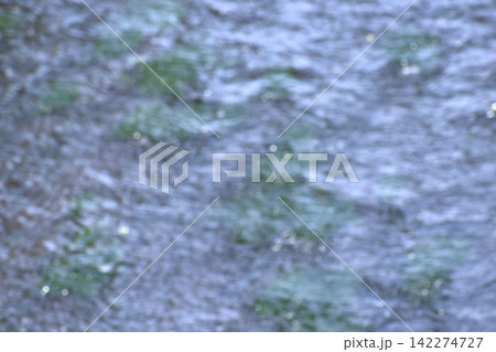 水中にに生える水藻に水面に生じるさざ波をとらえた背景素材 水中にに生える水藻に水面に生じるさざ波をとらえた背景素材 142274727