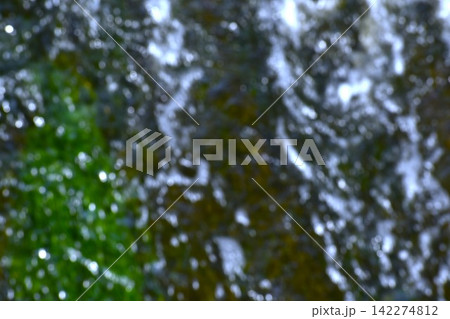 水中にに生える水藻に水面に生じるさざ波をとらえた背景素材 水中にに生える水藻に水面に生じるさざ波をとらえた背景素材 142274812