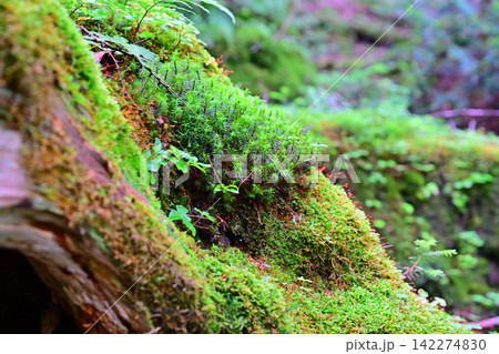 刈込湖 切込湖 登山道 倒木 苔 刈込湖 切込湖 登山道 倒木 苔 142274830
