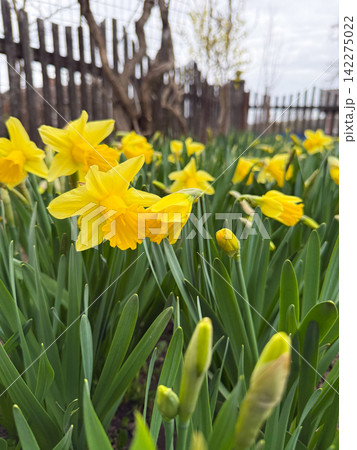 Yellow daffodils blooming in a spring garden Yellow daffodils blooming in a spring garden 142275022