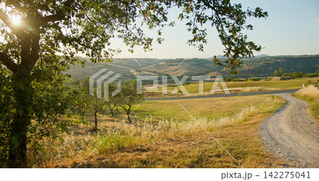 Tuscany landscape with olive groves and winding road 142275041