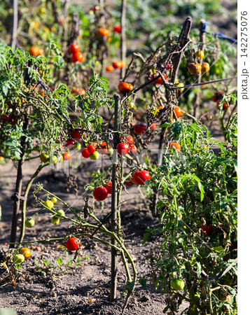 Tomato plants growing in garden for autumn harvest 142275076