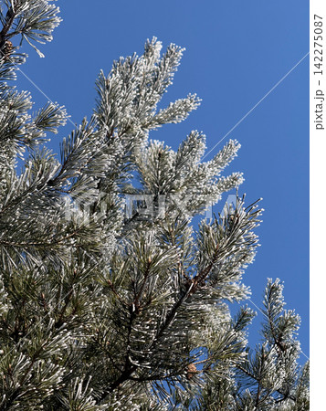 Pine tree needles covered in frost on cold winter day Pine tree needles covered in frost on cold winter day 142275087