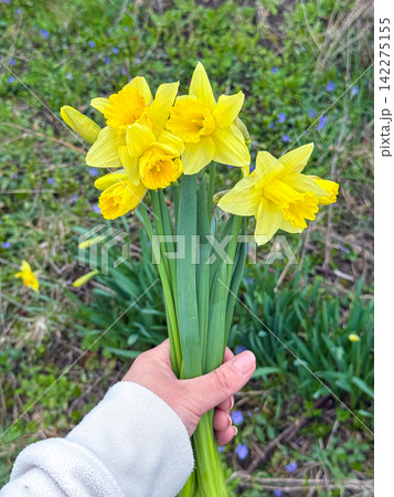 Hand holding daffodil bouquet symbolizing spring and new beginnings 142275155