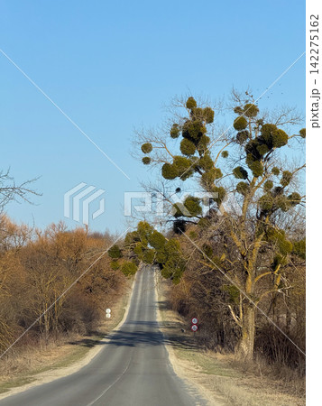 Country road climbing a hill with mistletoe branches Country road climbing a hill with mistletoe branches 142275162