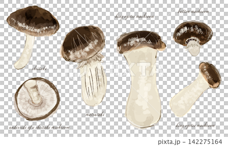 各種蘑菇的插圖 各種蘑菇的插圖 142275164