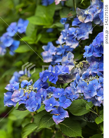 Blue hydrangea flowers blooming in a vibrant garden Blue hydrangea flowers blooming in a vibrant garden 142275316