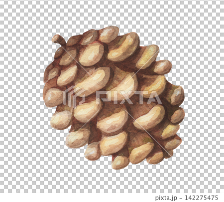 Watercolor brown pine cone. Vintage winter forest illustration shows realistic pinecone conifer strobile object. Botanical natural plant suits Christmas holiday card decor. Organic seasonal graphic. Watercolor brown pine cone. Vintage winter forest illustration shows realistic pinecone conifer strobile object. Botanical natural plant suits Christmas holiday card decor. Organic seasonal graphic. 142275475