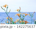 海をバックにしたオレンジの花 142275637