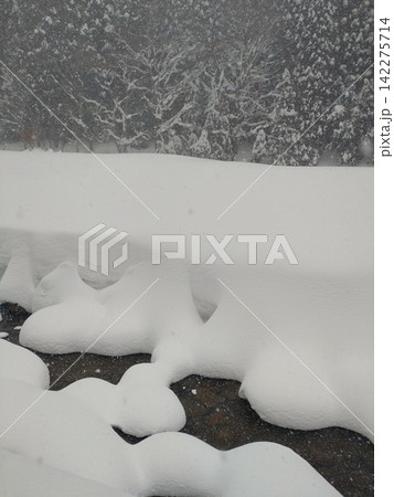 雪に覆われた冬の渓流 岩井滝周辺の雪景色 雪に覆われた冬の渓流 岩井滝周辺の雪景色 142275714