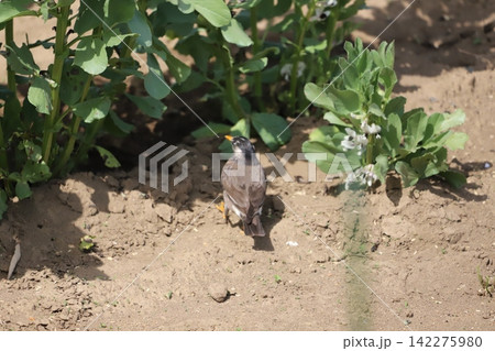 そら豆の畑の木陰にはいるムクドリ そら豆の畑の木陰にはいるムクドリ 142275980