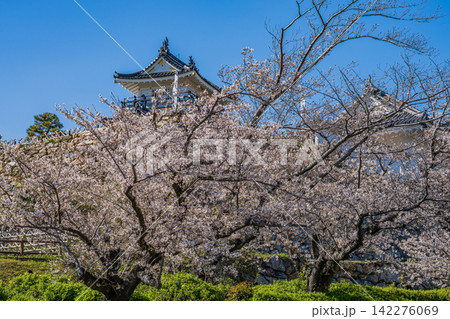 浜松市の浜松城と桜の風景(静岡県) 浜松市の浜松城と桜の風景(静岡県) 142276069