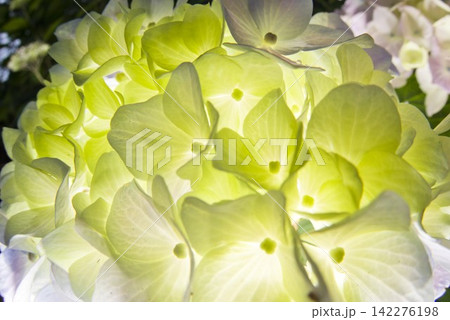 紫陽花園に白いアジサイの花が咲いています。学名はHydrangeaです。 紫陽花園に白いアジサイの花が咲いています。学名はHydrangeaです。 142276198