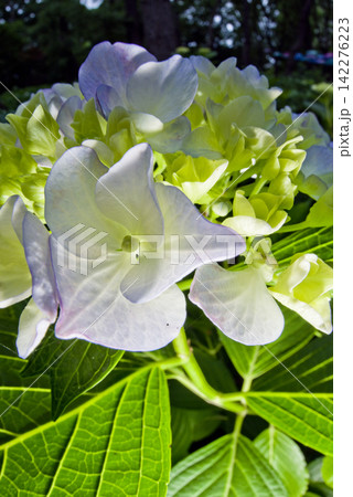 紫陽花園に白いアジサイの花が咲いています。学名はHydrangeaです。 紫陽花園に白いアジサイの花が咲いています。学名はHydrangeaです。 142276223