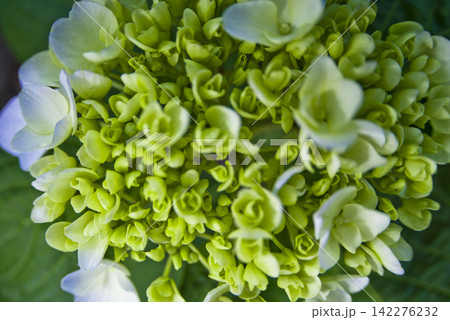 紫陽花園にアジサイの花が咲いています。学名はHydrangeaです。 紫陽花園にアジサイの花が咲いています。学名はHydrangeaです。 142276232