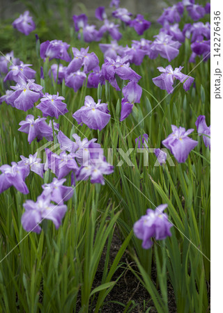 花菖蒲園に紫色のショウブの花が咲いています。このハナショウブの名前は不知火です。 142276436