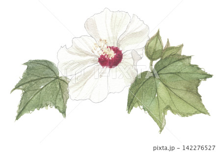 水彩で描いた芙蓉　フヨウ 142276527