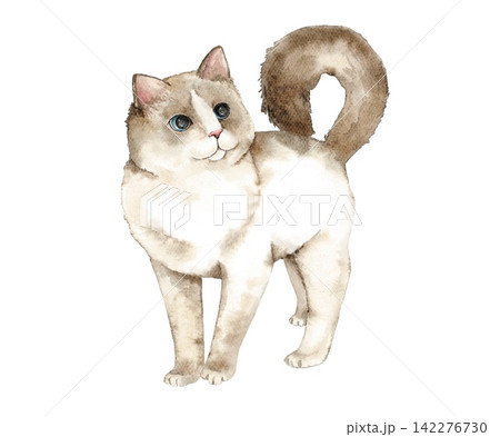 Watercolor Ragdoll cat standing with its curled fluffy tail raised, cream fur, brown ears and mask, blue eyes and white paws, an illustration for nursery decor, cards and gifts. Watercolor Ragdoll cat standing with its curled fluffy tail raised, cream fur, brown ears and mask, blue eyes and white paws, an illustration for nursery decor, cards and gifts. 142276730